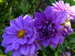 P1010040.JPG