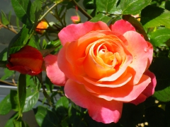 IMGP0202.JPG
