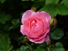 P1000840.JPG
